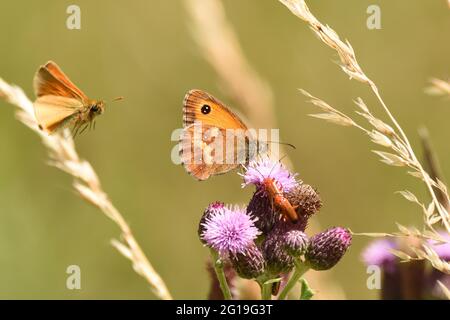Torwartschmetterling auf einer Distelblüte mit pappenden Red Soldier Käfer und einem ankommenden Skipper-Schmetterling. Hertfordshire, England, Großbritannien. Stockfoto