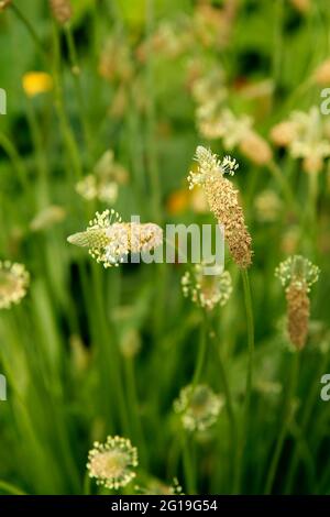 Spitzwegerich. Plantago lanceolata. Stockfoto