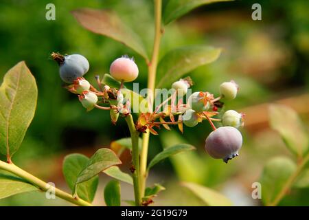 Europäische Blaubeere. Vaccinium myrtillus. Stockfoto