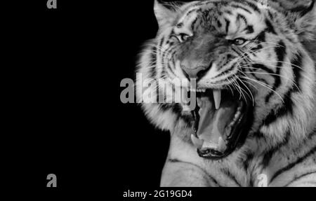 Brüllend Des Wütenden Tigers In Schwarz Und Weiß Stockfoto