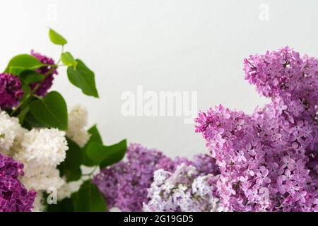 Frisches, schönes Bouquet von Flieder aus nächster Nähe Stockfoto