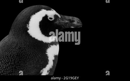 Niedliche Humboldt-Pinguin Gesicht in den schwarzen Hintergrund Stockfoto