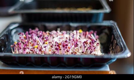 Violette, mikrogrüne Rettich sprießt in einer Schale oder einem Behälter. Radieschen oder Basilikum wachsen in Nahaufnahme zu Hause. Das Konzept veganer und gesunder Lebensmittel. Stockfoto