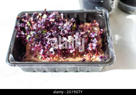 Violette, mikrogrüne Rettich sprießt in einer Schale oder einem Behälter. Radieschen oder Basilikum wachsen in Nahaufnahme zu Hause. Das Konzept veganer und gesunder Lebensmittel. Stockfoto