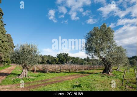 Die Abtei Weinberge von Saint-Honorat, Îles de Lérins, in der Nähe von Cannes, Frankreich Stockfoto