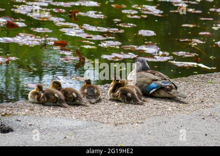 Mandarin Entenfamilie, am Wiremill Dam, Sommer in Sheffield, South Yorkshire, Nordengland, VEREINIGTES KÖNIGREICH Stockfoto