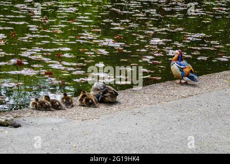 Mandarin Entenfamilie, am Wiremill Dam, Sommer in Sheffield, South Yorkshire, Nordengland, VEREINIGTES KÖNIGREICH Stockfoto