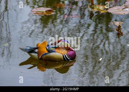 Bunte männliche Mandarinente, am Wiremill Dam, Sommer in Sheffield, South Yorkshire, Nordengland, VEREINIGTES KÖNIGREICH Stockfoto