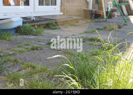 Überwucherte Terrasse mit Unkraut Stockfoto