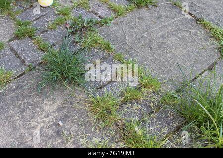 Überwucherte Terrasse mit Unkraut Stockfoto