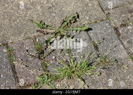 Überwucherte Terrasse mit Unkraut Stockfoto