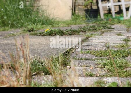 Überwucherte Terrasse mit Unkraut Stockfoto