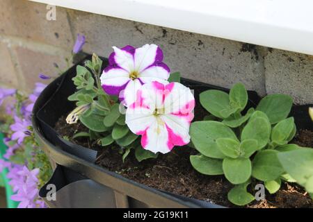 Gestreifte Petunias in Pink und Weiß Stockfoto
