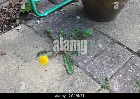 Überwucherte Terrasse mit Unkraut Stockfoto