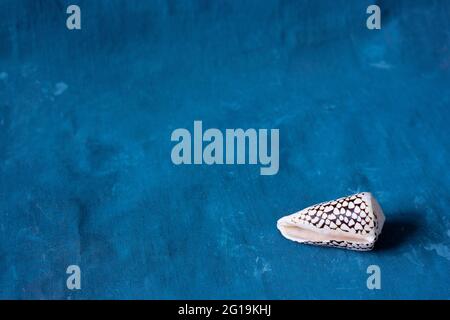 Schwarzer Kegel auf blauem Hintergrund. Conus Marmoreus. Schale Mit Weißem Dreieck. Stockfoto