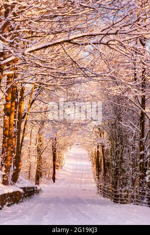 GOLDEN AVENUE Stockfoto