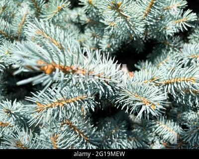 Hintergrund eine Textur pelzige Fichte Zweige für eine Weihnachtskarte Stockfoto