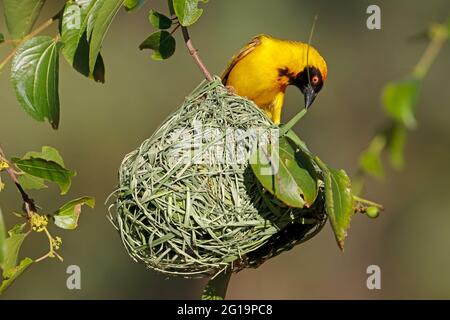 Ein männlicher kleiner maskierter Weber (Ploceus intermedius), der auf seinem Nest in Südafrika sitzt Stockfoto