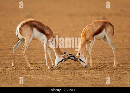 Zwei männliche Springbok-Antilopen (Antidorcas marsupialis) kämpfen, Kalahari-Wüste, Südafrika Stockfoto