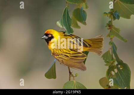 Ein männlicher kleiner maskierter Weber (Ploceus intermedius) an einem Zweig, Südafrika Stockfoto