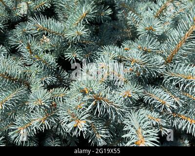 Hintergrund eine Textur pelzige Fichte Zweige für eine Weihnachtskarte Stockfoto