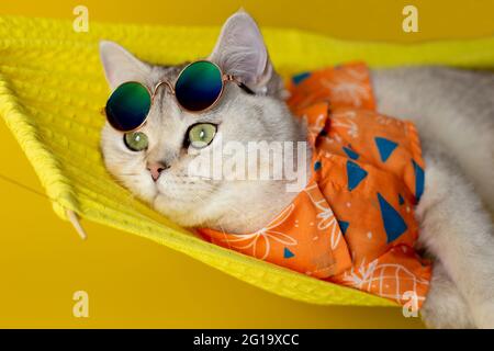 Eine weiße Katze mit Sonnenbrille auf der Stirn und ein Hemd liegen auf einer Hängematte, isoliert auf einem gelben Hintergrund. Stockfoto