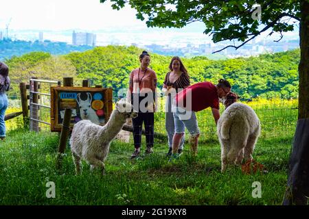 Sommer auf der Alpaca Farm in Sheffield, South Yorkshire, Nordengland, Großbritannien Stockfoto