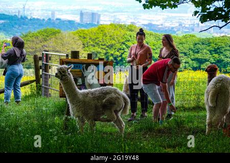 Sommer auf der Alpaca Farm in Sheffield, South Yorkshire, Nordengland, Großbritannien Stockfoto