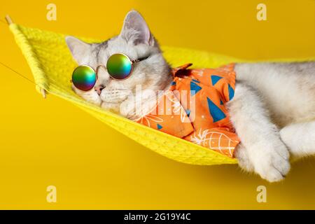 Porträt einer entzückenden weißen Katze in Sonnenbrille und Hemd, liegt auf einer Stoffhängematte, isoliert auf einem gelben Hintergrund. Stockfoto