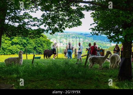 Sommer auf der Alpaca Farm in Sheffield, South Yorkshire, Nordengland, Großbritannien Stockfoto