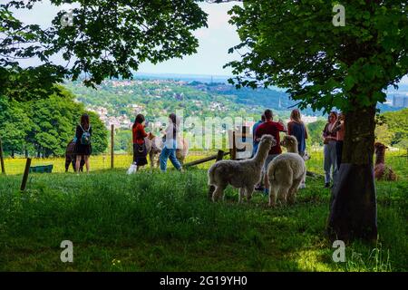 Sommer auf der Alpaca Farm in Sheffield, South Yorkshire, Nordengland, Großbritannien Stockfoto