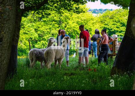 Sommer auf der Alpaca Farm in Sheffield, South Yorkshire, Nordengland, Großbritannien Stockfoto