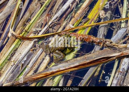 Ein Frosch sitzt auf einem anderen. Natürlicher Lebensraum. Anfang Frühling in einem gepflegten Garten. Stockfoto