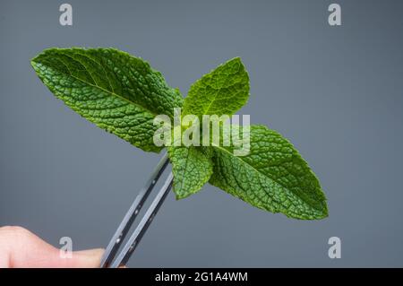 Halten Sie die Pflanze mit einer Pinzette fest. Minzblätter auf grauem Hintergrund. Halten Sie die Blätter mit einer Pinzette fest. Stockfoto