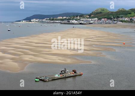 Gezeitensandbänke in der Mündung des Conway bei Low Tide, Muschelsortierbarge im Vordergrund, Deganwy im Hintergrund Stockfoto