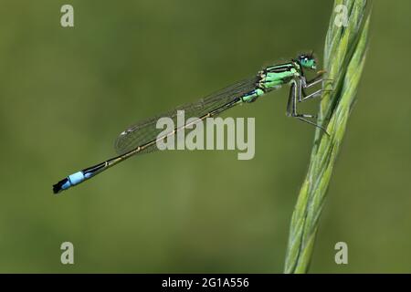 Blauschwänzige Damselfliege Ischnura elegans - unreifer Rüde Stockfoto