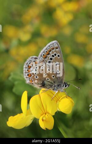 Gewöhnlicher Blauer Polyommatus ikarus, der auf Vogelfuß-Trefoil ernährt Stockfoto