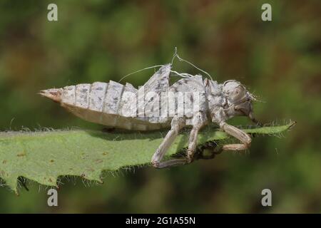 Die Fliege Exuvia Stockfoto