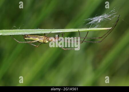 Gemeinsame Strecke-Spinne Tetragnatha extensa Stockfoto