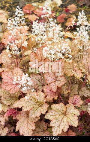 Blühende Heucherella Honig Rose Blume Heucherellas Stockfoto