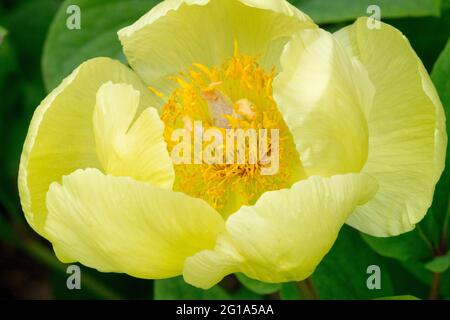 Pfingstrose mlokosewitschii Blume, schüsselförmige zitronengelbe Blume mit tiefgelben Staubgefäßen Stockfoto