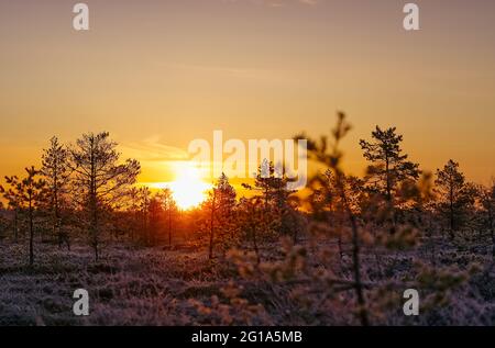 Sumpflandschaft bei Sonnenaufgang. Am frühen Morgen im Moor. Sensibler Sonnenaufgang im Frühling Stockfoto