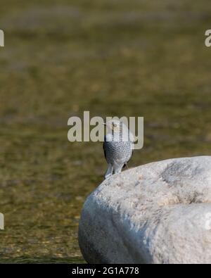 Ein süßes kleines Weibchen, Plumbeous Water Redstart (Rhyacornis fuliginosa), das auf Felsen im Fluss thront. Stockfoto