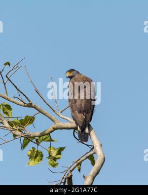 Ein ausgeruhter Schlangenadler (Spilornis cheela), der auf einem Baum thront, nach hinten gerichtet und umherschwirbelt. Mittelgroße Raubvögel in freier Wildbahn. Stockfoto