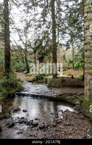 Fußweg in Florencecourt Forest Park, Nordirland, Stockfoto