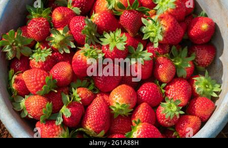 Oben Nahaufnahme von frisch geernteten Erdbeeren, Fragaria gesammelt in Plastikkorb von der landwirtschaftlichen Farm in Maharashtra Stockfoto