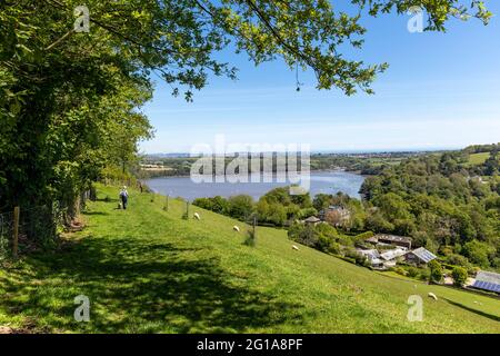 Wakers genießt die Landschaft von South Devon rund um Dittisham und die Flussmündung des Dart. Stockfoto