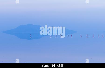 Flamingos im Wasser des Lake Natron, Tansania Stockfoto