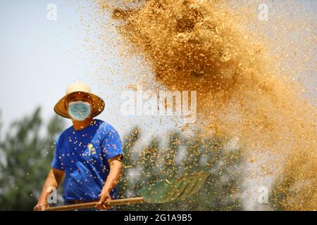 Huaibei, Chinas Provinz Anhui. Juni 2021. Ein Landwirt weint im Dorf Xieling der Gemeinde Sipu, Landkreis Suixi, Huaibei, ostchinesische Provinz Anhui, 6. Juni 2021. Quelle: Wan Shanchao/Xinhua/Alamy Live News Stockfoto