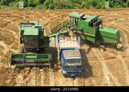 Huaibei, Chinas Provinz Anhui. Juni 2021. Luftbild zeigt Bauern, die Weizenfrüchte auf einen LKW auf der Wupu Farm im Bezirk Suixi, Huaibei, ostchinesische Provinz Anhui, laden, 6. Juni 2021. Quelle: Wan Shanchao/Xinhua/Alamy Live News Stockfoto